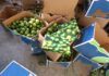 Localizan cocaína valuada en 3 millones de dólares en un cargamento de limones.