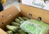 Incautan droga con valor de 18 millones de dólares