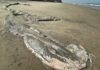 Son restos de ballena, lo hallado en Playas de Tijuana