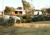 Invita XXV Ayuntamiento de Tijuana a reciclar árboles navideños