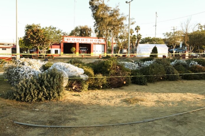 Reciclaje Árboles Navidad -