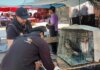 Rescata XXV Ayuntamiento de Tijuana aves comercializadas de manera ilegal