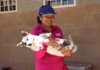 Atiende Gobierno Municipal más de 350 mascotas en Mega Jornada de Esterilización Canina y Felina